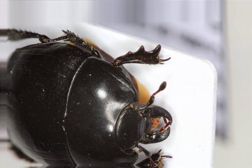 Pachylister inaequalis